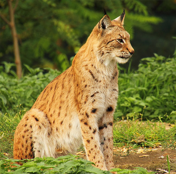 Lynx wikipedia